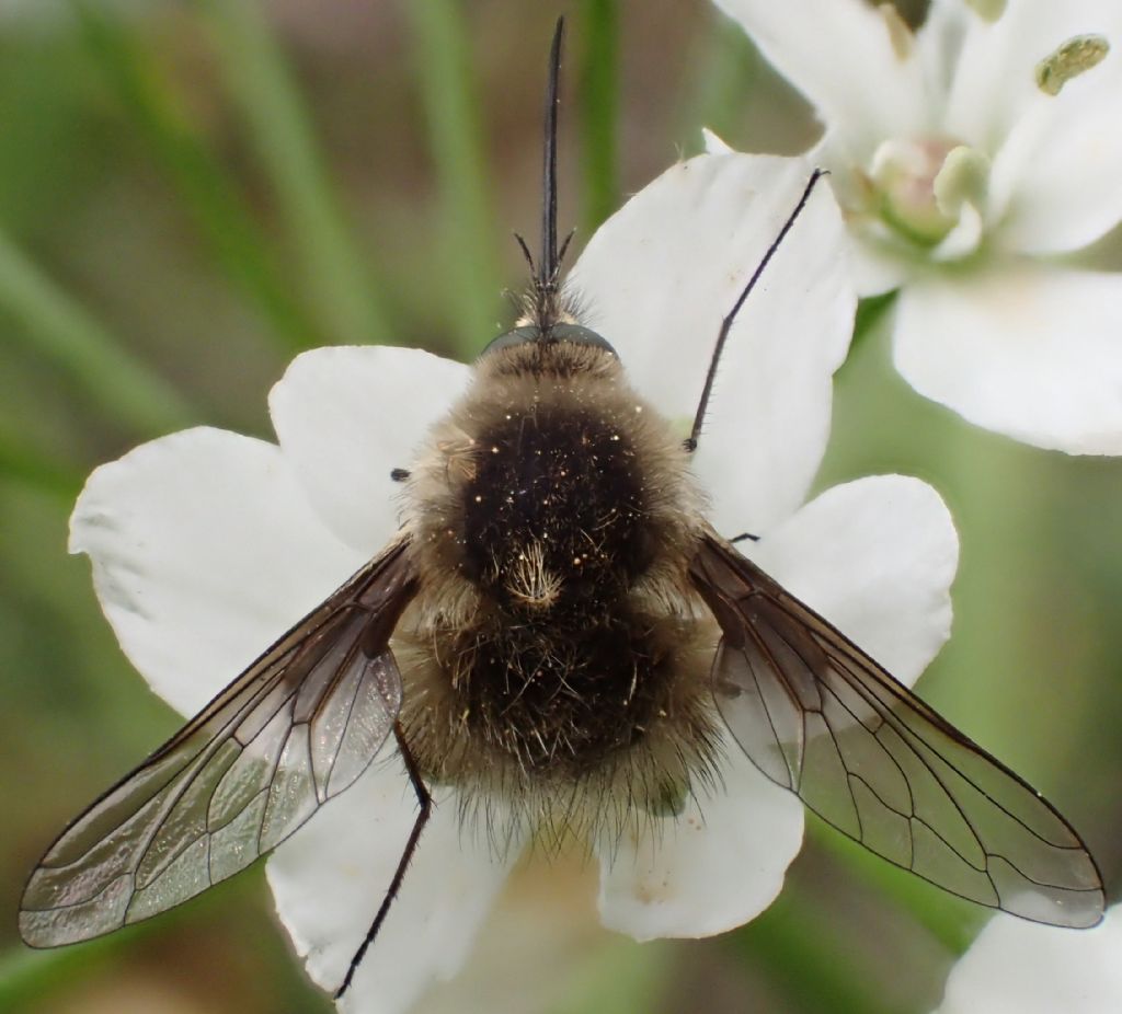 Bombylius sp ♂